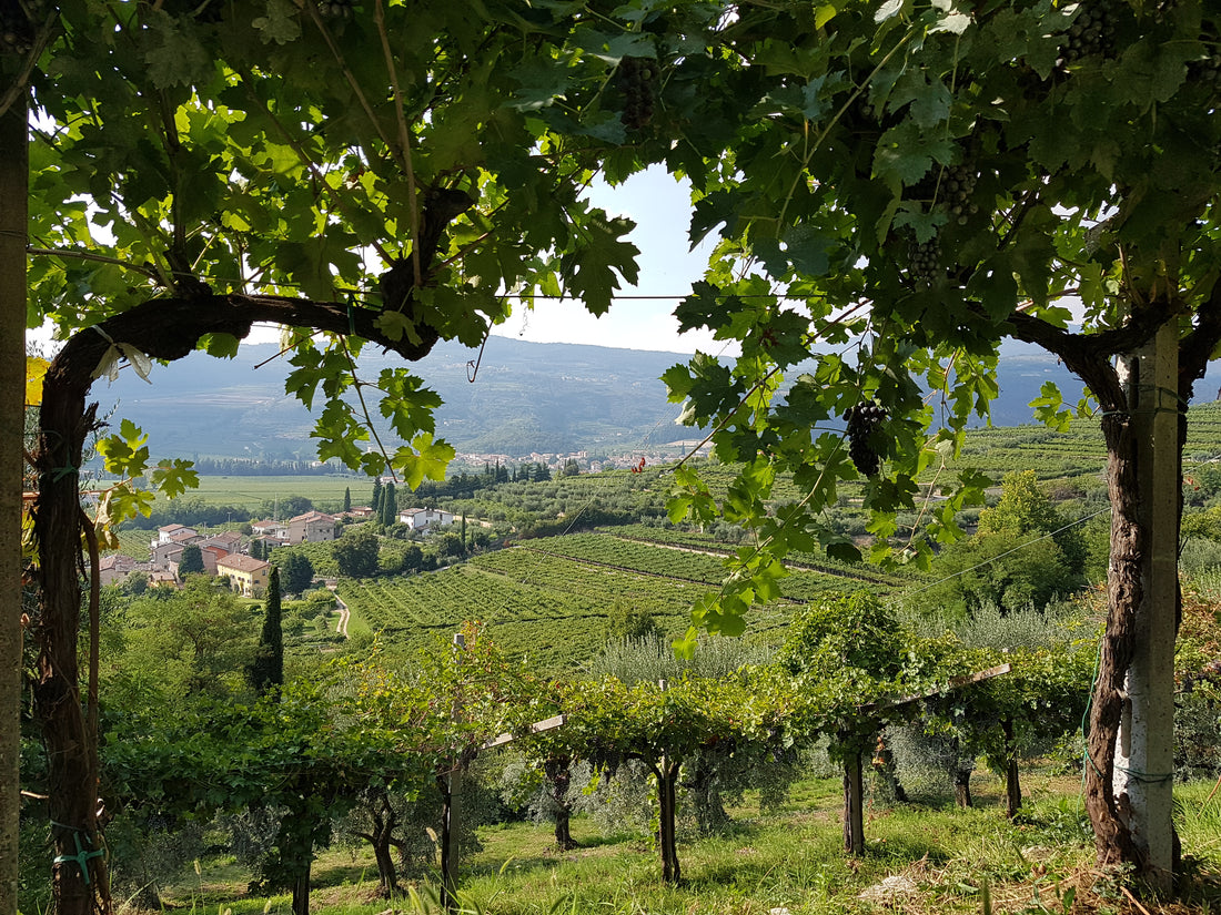 Valentina Cubi - Biologico in Valpolicella Veneto Az.agr Valentina Cubi