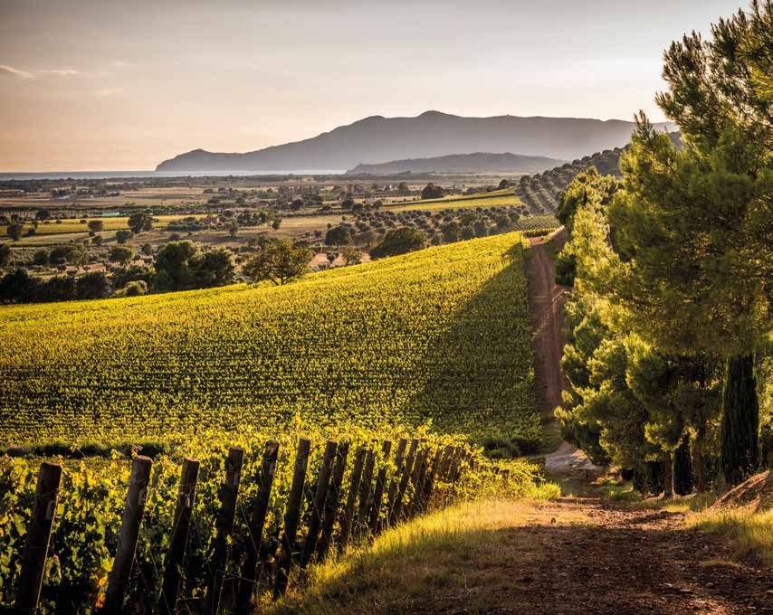 Casale del Giglio - Degustazione vino Classica Lazio Casale del Giglio