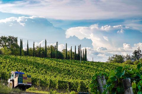 Cantina Roccapesta - Visita & Degustazione privata Toscana Cantina Roccapesta