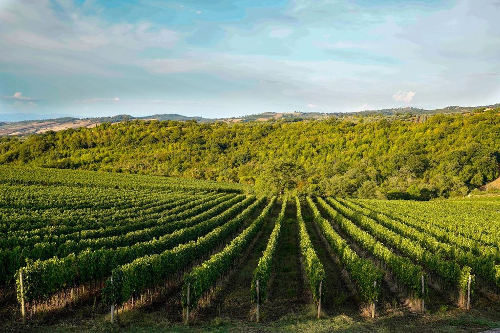Cantina Roccapesta - Visita & Degustazione privata Toscana Cantina Roccapesta