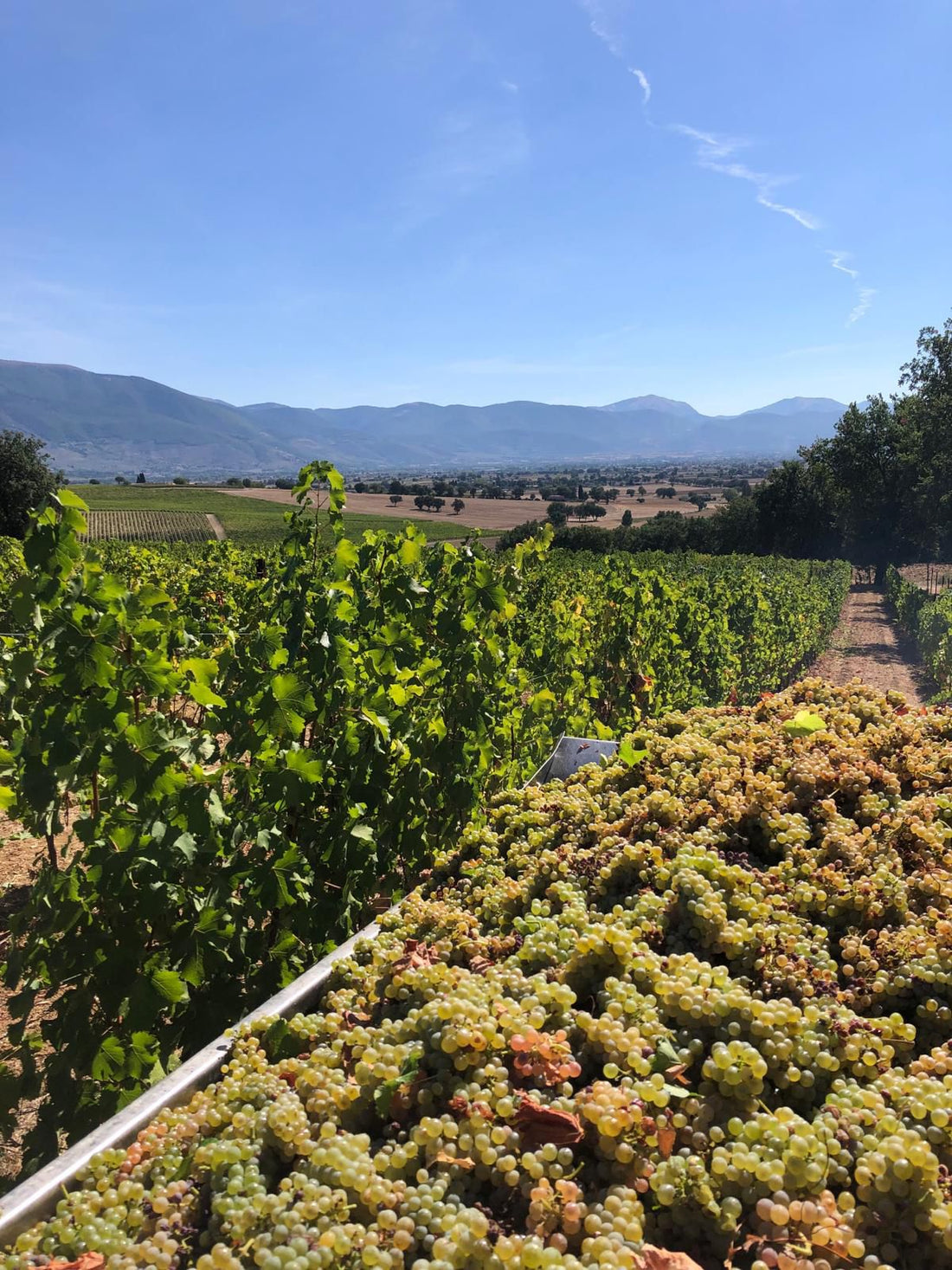 Cantina Napolini - Degustazione Classica Umbria Cantina Napolini