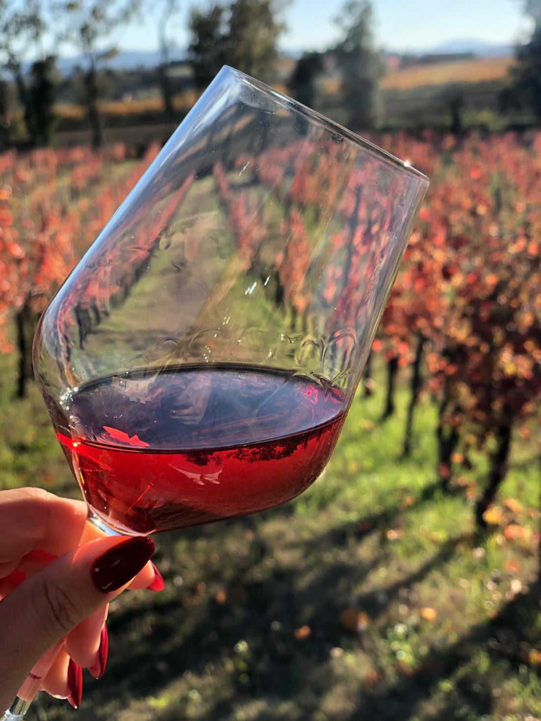 Cantina Napolini - Degustazione Completa Umbria Cantina Napolini