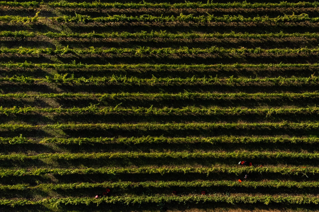 Cantina Dellerba - Degustazione 3 Vini e visita guidata Piemonte Cantina Dellerba