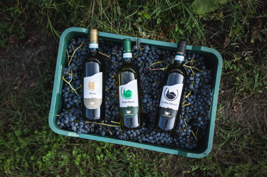 Cantina Dellerba - Degustazione 3 Vini e visita guidata Piemonte Cantina Dellerba