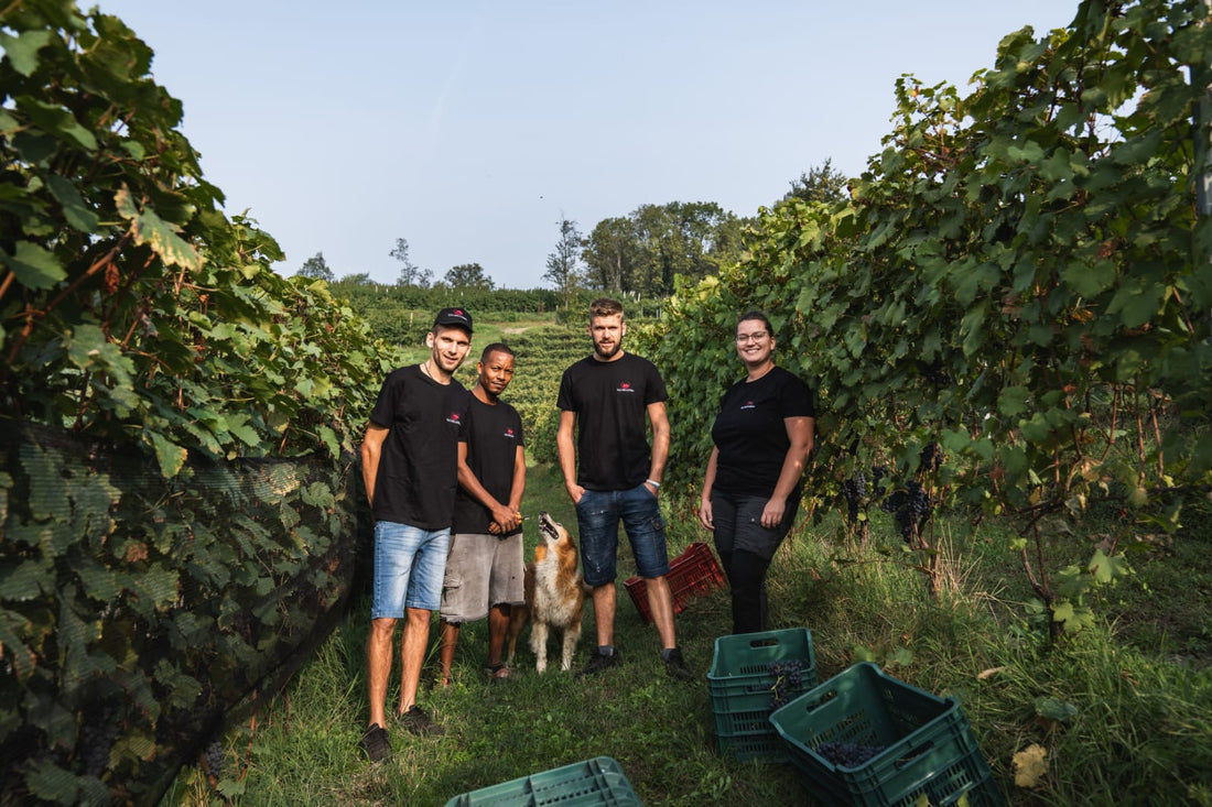 Cantina Dellerba - Degustazione 3 Vini e visita guidata Piemonte Cantina Dellerba