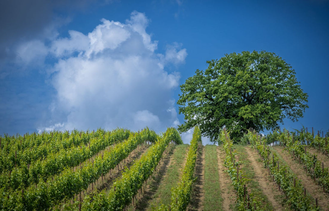 Filodivino Wine Resort - Serata in Cantina Marche Filodivino Wine Resort