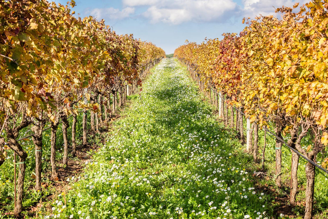 Gaffino - Percorso selezione Lazio Gaffino
