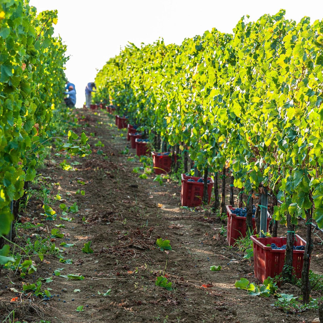 Gaffino - Percorso classico Lazio Gaffino