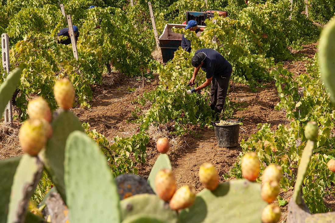 Az.Vitivinicola Tola - Degustazione classica Sicilia Az.Vitivinicola Tola