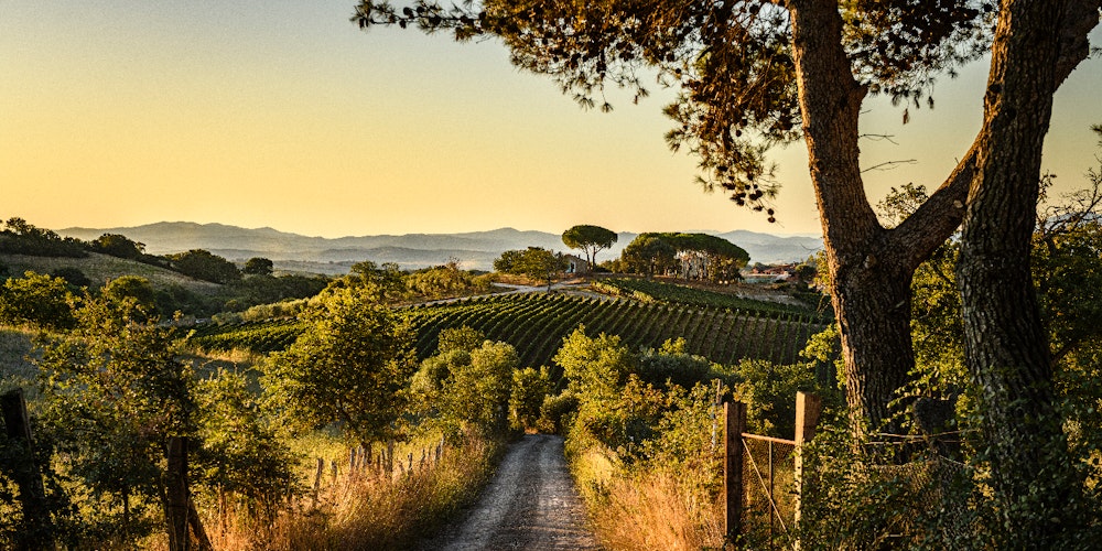 Il Quinto - Light Tasting Toscana Il Quinto