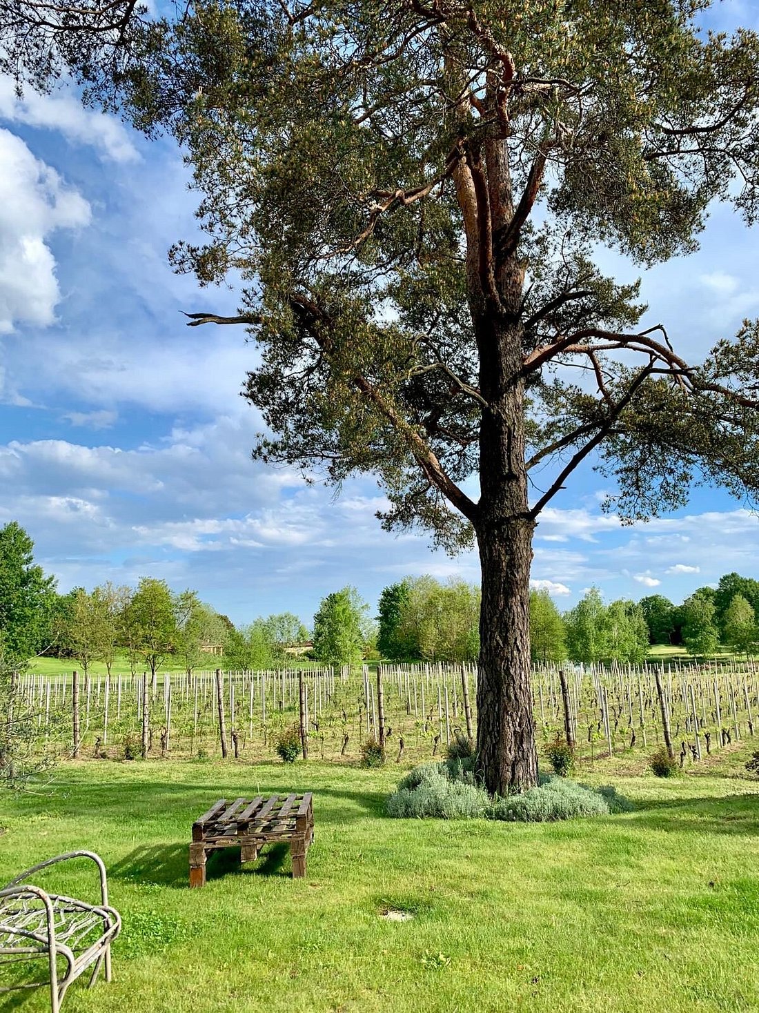 Bersano - Tasting 5 wines "Our History"