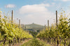 Cascina Pugnane - Cena en el viñedo