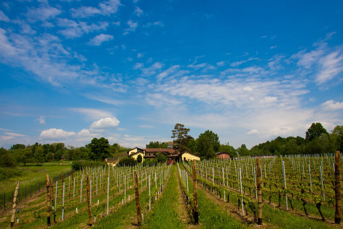 Bersano - Tasting 5 wines "Our History"