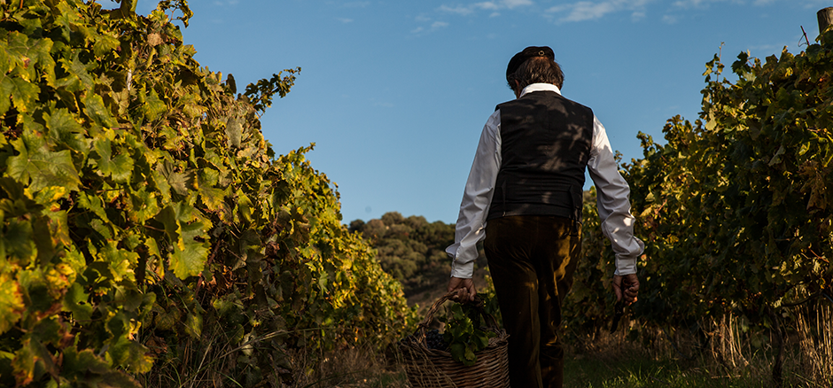 Colline del vento - Passeggiata tra i filari con aperitivo Sardegna Colline del vento