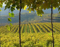 Casarotto Agricultural Company - Medium tasting
