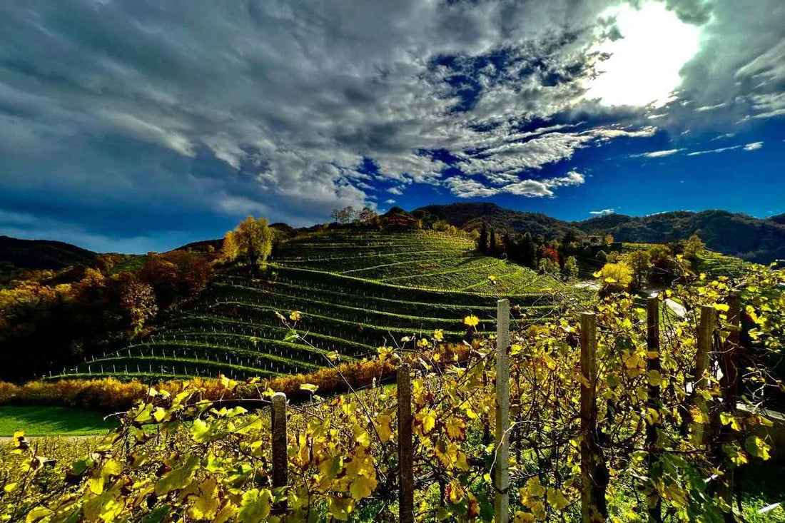 Soggiorno & Degustazione in Wine Resort - Veneto Veneto Veneto