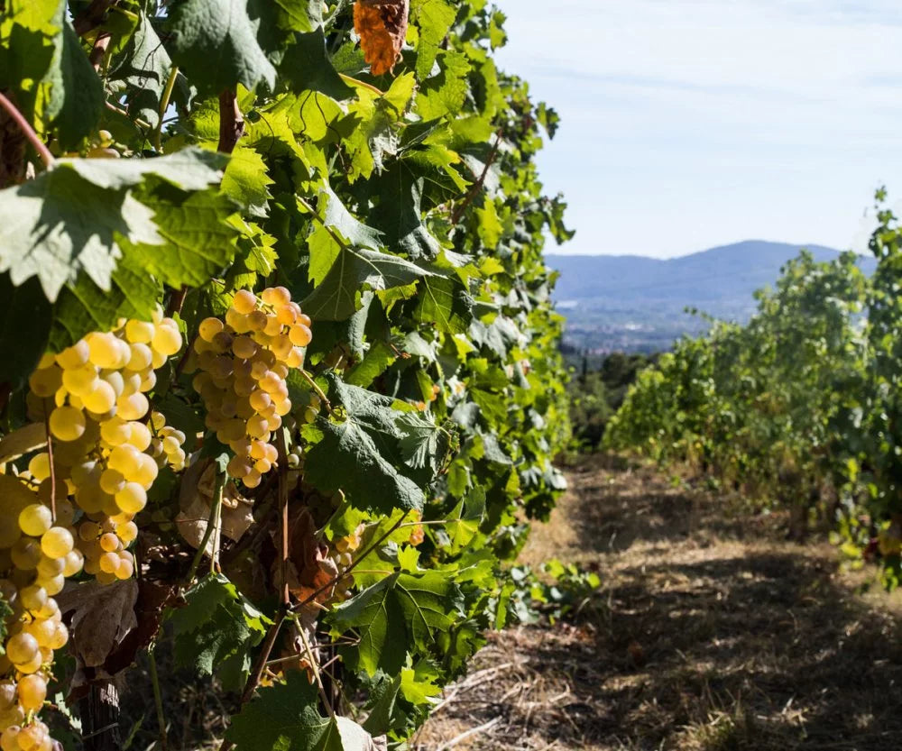 Cascina Pugnane - Barolo Stay &amp; Wine experience