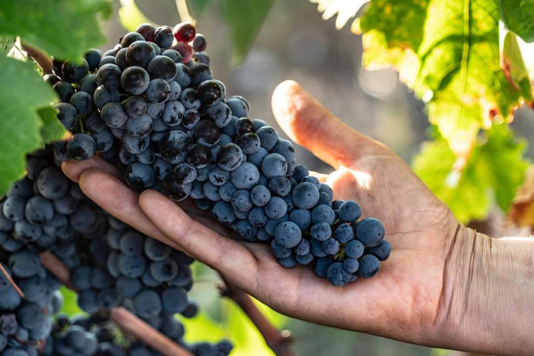 De Quarto - Tipica Puglia De Quarto