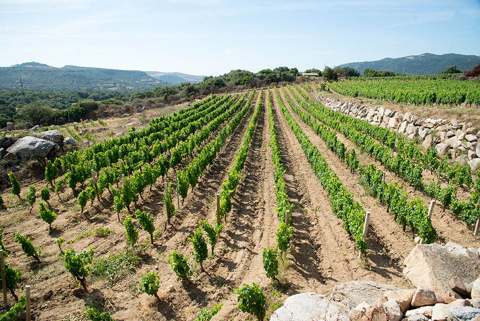 Tenute Gebelias - Degustazione e Visita Sardegna Tenute Gebelias