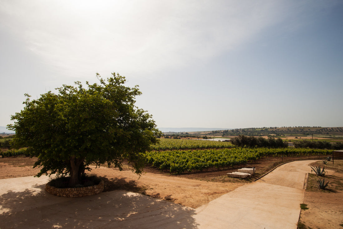 Santa Tresa - Sorsi di identità Sicilia Santa Tresa