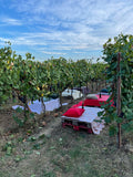 Terre del Veio - Classic Tasting