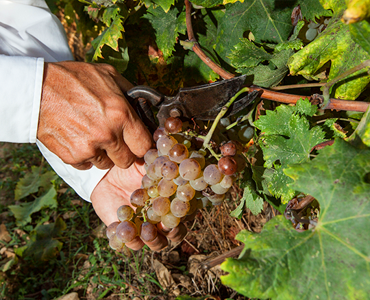 Colline del vento - Passeggiata tra i filari con aperitivo Sardegna Colline del vento