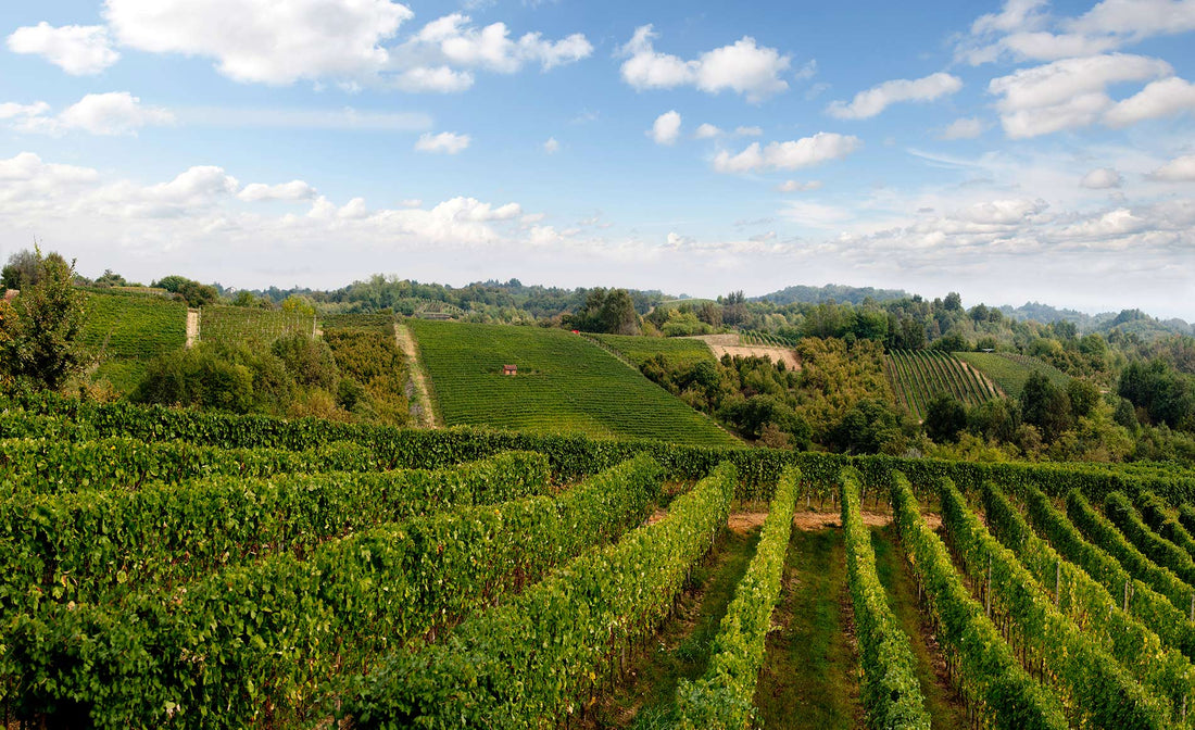 Cantina Pelassa - Degustazione Piemonte Terenzi Wines