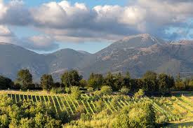 Cantina Le Macchie - Wine & Food Experience Lazio Cantina Le Macchie