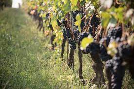 Massimo Rivetti - Degustazione 3 vini Piemonte Massimo Rivetti