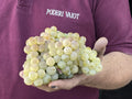 Cata de Poderi Vaiot - Blanco