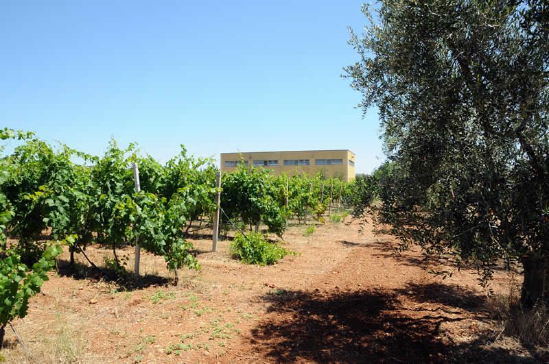 Cantine Domenico Russo - Premium Tasting Puglia Cantine Domenico Russo