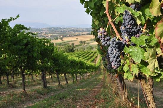 Moretti Omero - Pic Nic Umbria Moretti Omero