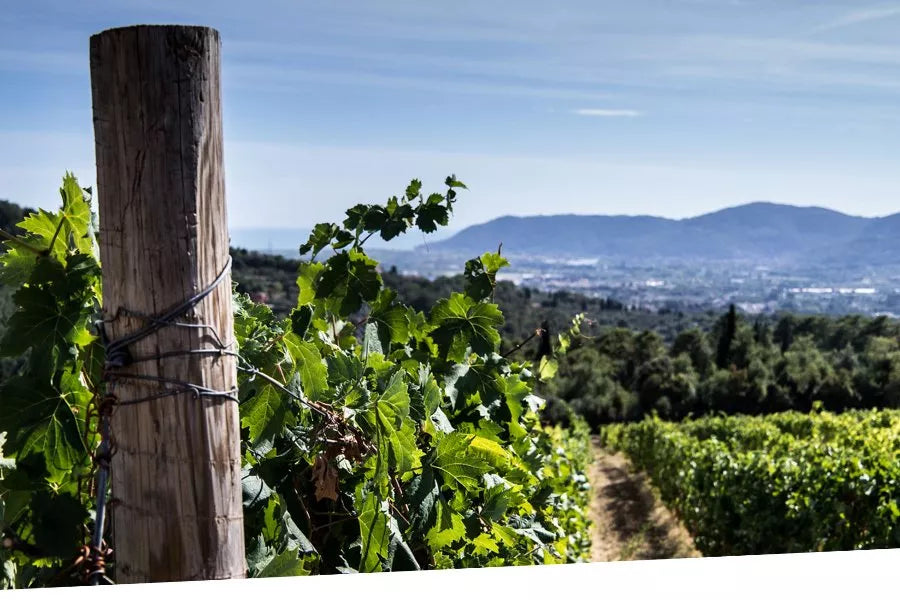 Cascina Pugnane - Barolo Stay &amp; Wine experience