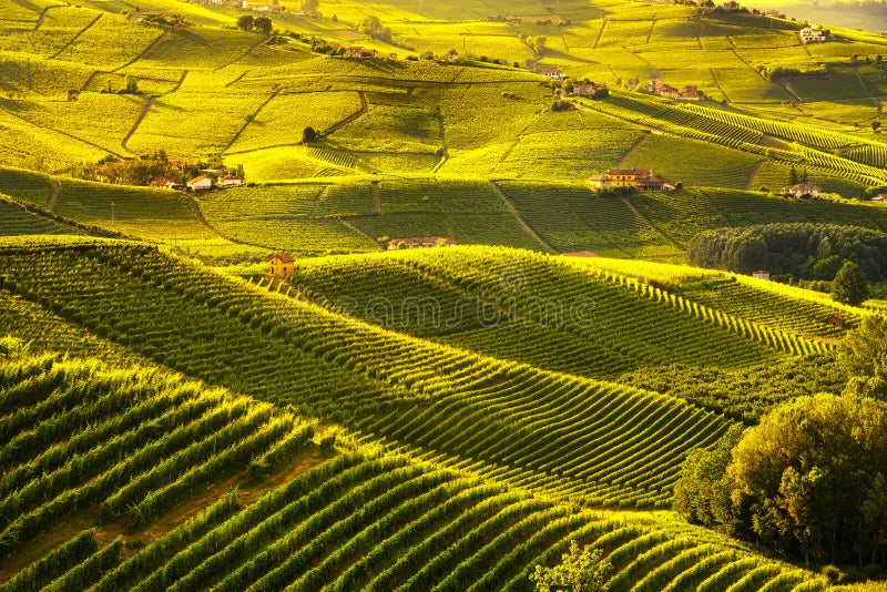 Soggiorno & Degustazione in Wine Resort - Piemonte Piemonte Piemonte