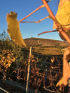 Poderi Luigi Einaudi - Light Lunch 