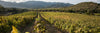 Hills of the Wind - Lunch in the Vineyard