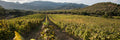 Hills of the Wind - Lunch in the Vineyard