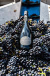 Bel Colle Winery - Nebbiolo Plus Route