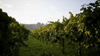 Casale Mattia - Picnic in the vineyard