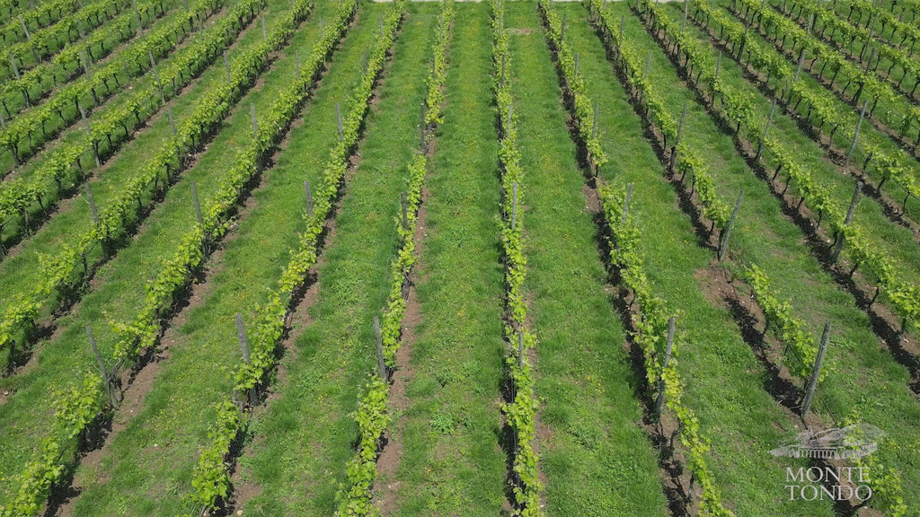 Az.Agr. Montetondo - PERCORSO CLASSICO Veneto Az.Agr. Montetondo