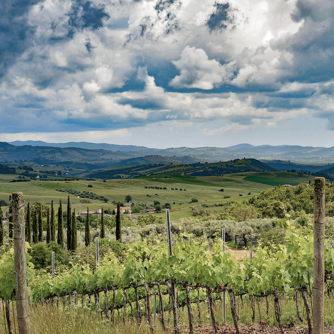 Terenzi Wines - Degustazione Toscana Terenzi Wines