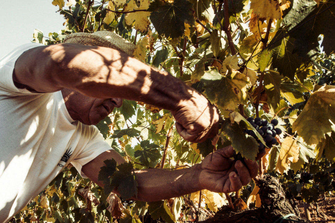Tenuta Il Ponte - Pic nic tra gli ulivi Toscana Tenuta Il Ponte