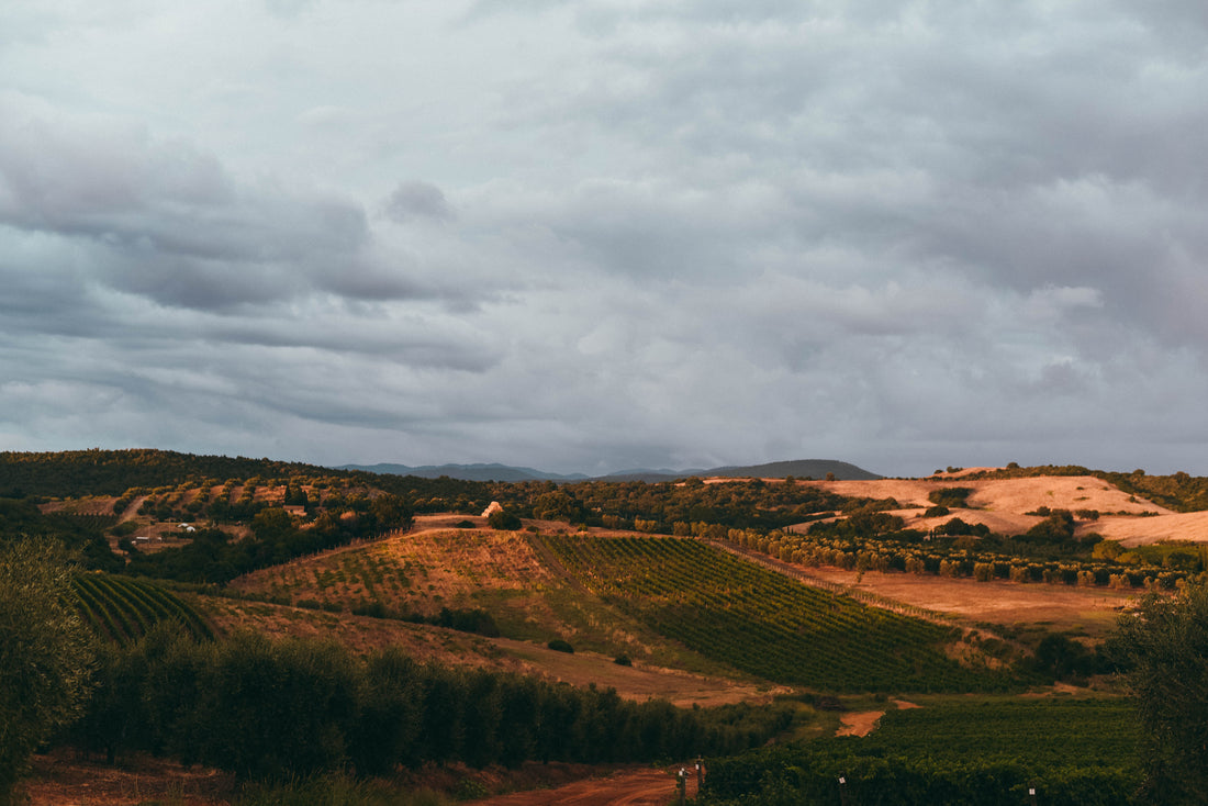 Tenuta Il Ponte - Pic nic tra gli ulivi Toscana Tenuta Il Ponte