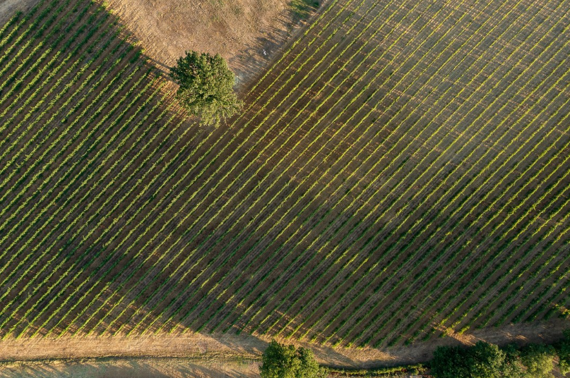 Fattoria Svetoni - Nobile Svetoni Toscana Fattoria Svetoni