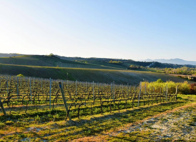 Badia di Morrona - Wine Tour e Degustazione Toscana Badia di Morrona