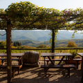 Castelvecchi - Classic Wine Tasting