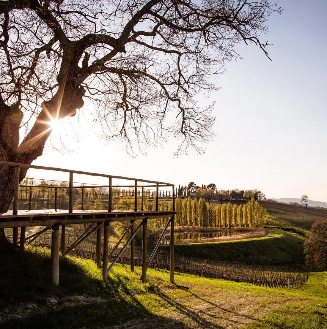 Arnaldo Caprai - Pic Nic in vigna Umbria Arnaldo Caprai