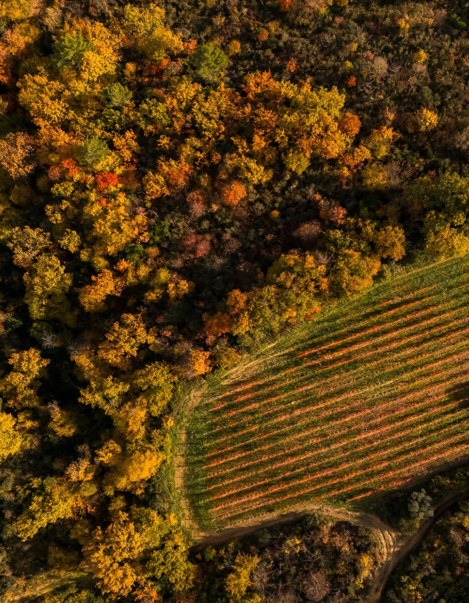 Antonelli San Marco - Lezione di cucina Umbria Antonelli San Marco