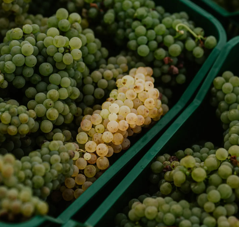 Pietro17 - Degustazione Classica Marche Vicari Vini