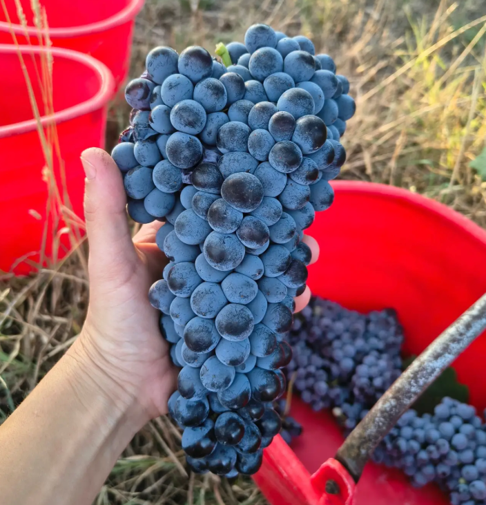 Chielisò di Sofia Ribaldone - Dalla vigna al calice